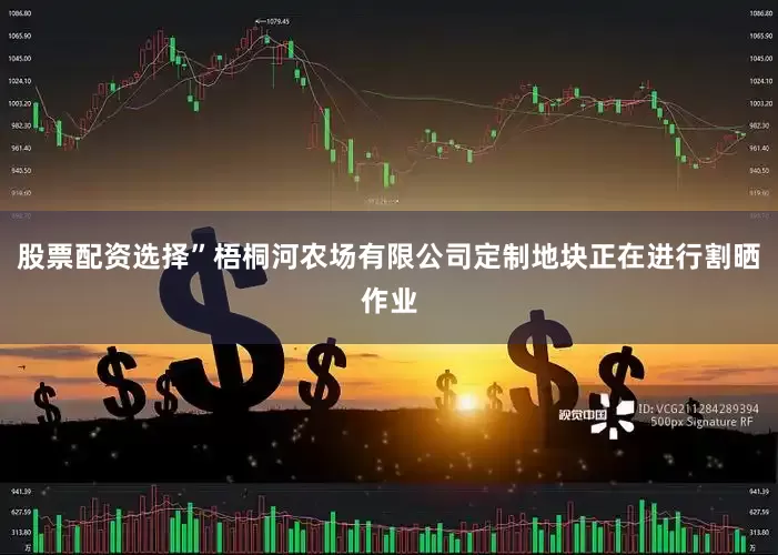 股票配资选择”梧桐河农场有限公司定制地块正在进行割晒作业
